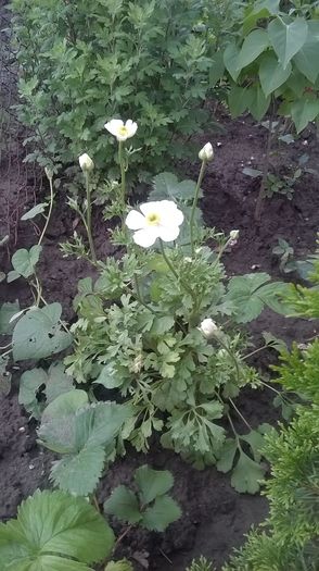 WP_20160619_15_39_05_Pro - gradina 2016