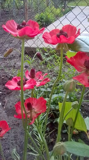 WP_20160619_15_38_24_Pro - gradina 2016