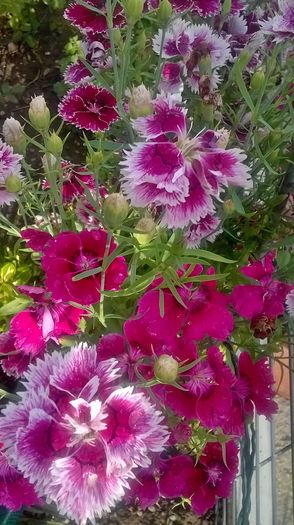 WP_20160618_19_14_51_Pro - gradina 2016