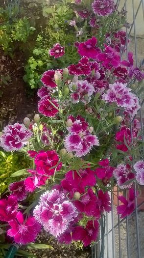 WP_20160618_19_14_47_Pro - gradina 2016