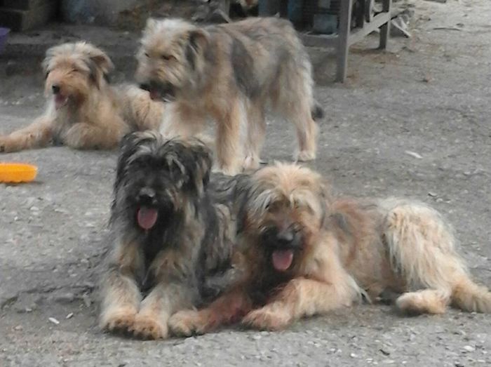 Ciobanesc de Brie BRIARD - BRIARD Ciobanesc de BRIE