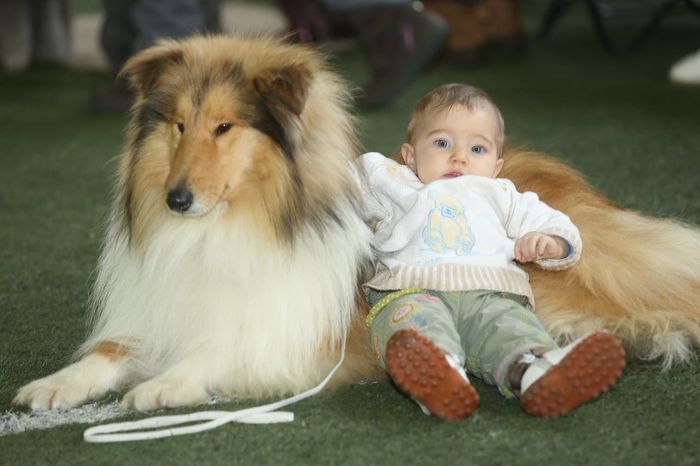 Collie Rough - animalele si copii mei