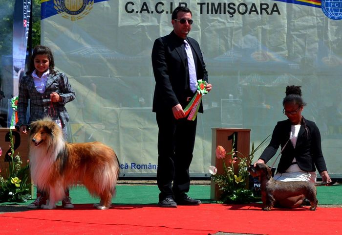 Collie Rough; Daria cu Baloo locul 2 la junior handler la Tim  expo 05.2016
