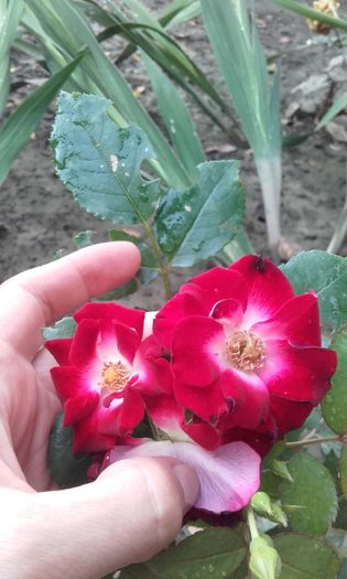 20160619_200441 - trandafiri 2016