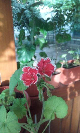 20160621_072923 - muscate 2016