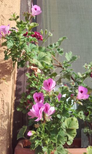 20160621_072940 - muscate 2016