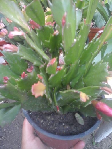 20160611_184356 - Schlumbergera rosu portocaliu-multumesc Andreiandrei