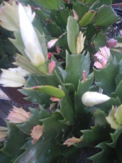 Flori in miez de vara - Schlumbergera alb -multumesc Andreiandrei