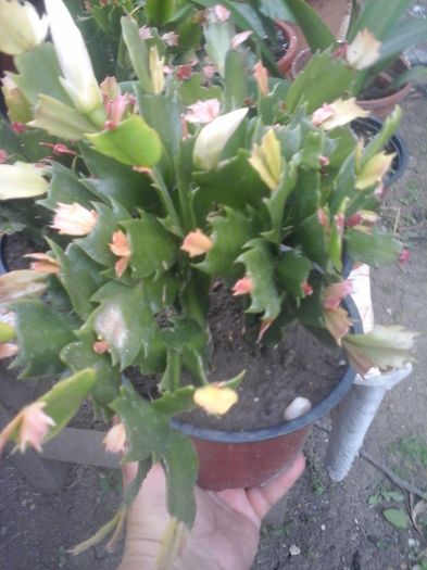 20160611_184429 - Schlumbergera alb -multumesc Andreiandrei