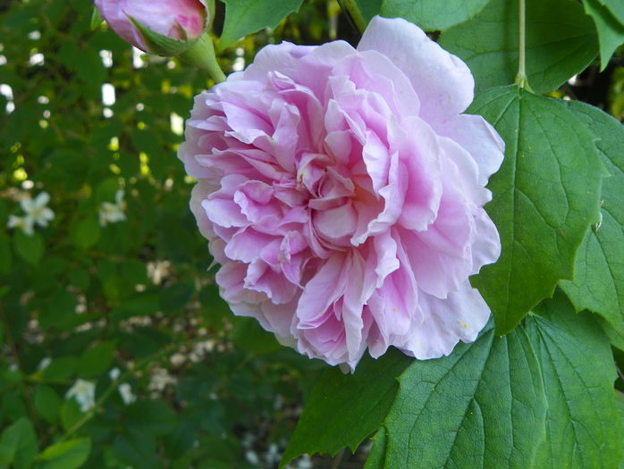 Cottage Rose
