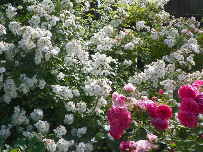 Guirlande d'Amour si Rosarium Uetersen