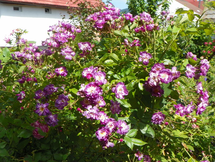 Veilchenblau