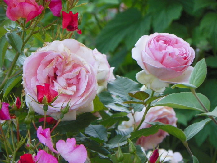 Eden Rose - Trandafiri 2016 - 2