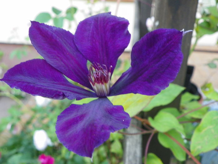 Gipsy Queen - Clematite 2016