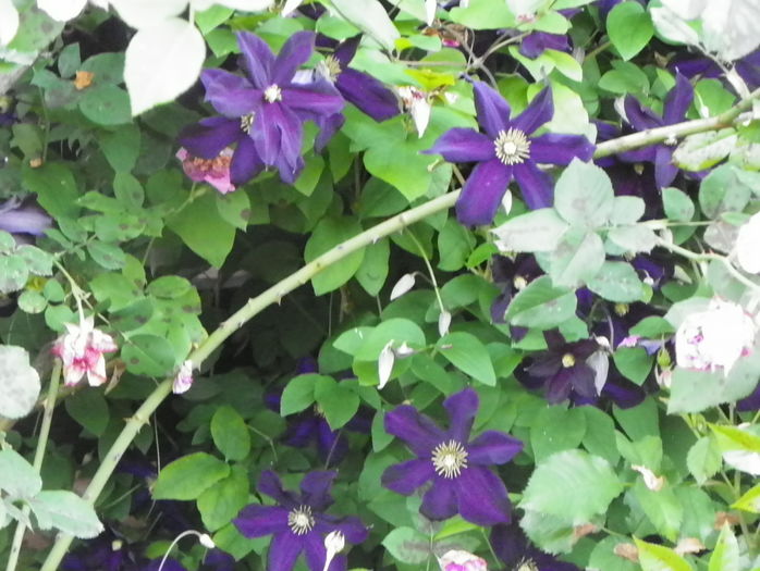 Romantika - Clematite 2016