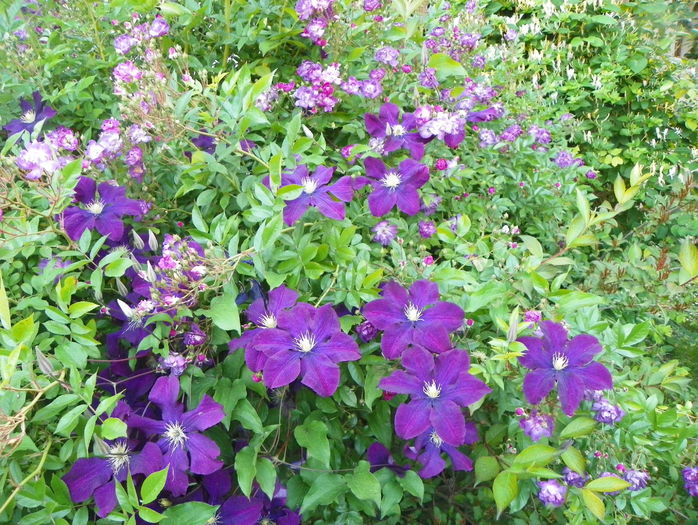 Warszawska Nike - Clematite 2016