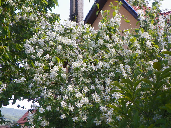 philadelphus inodorus - Copacei si arbusti 2016