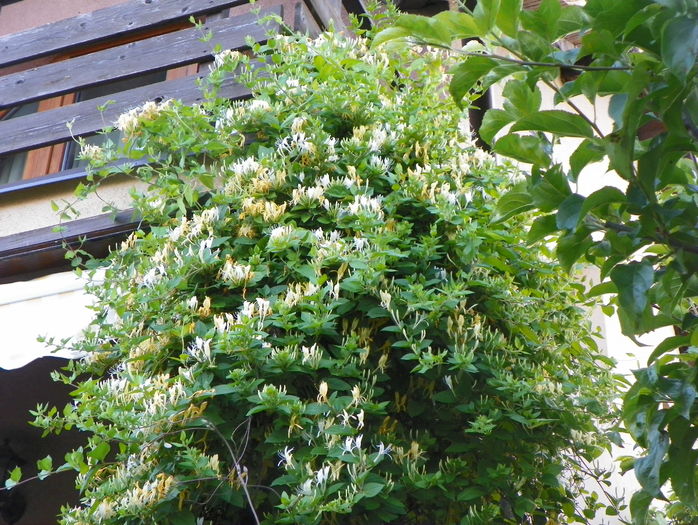 lonicera japonica - Copacei si arbusti 2016