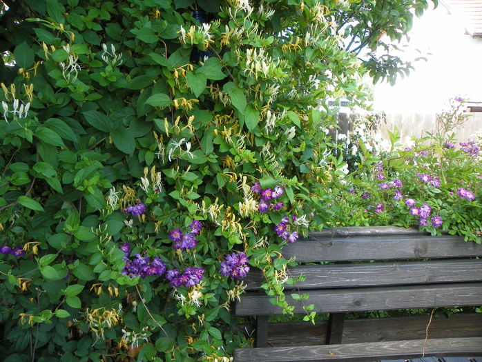 16 iun (55) - Gradina 2016