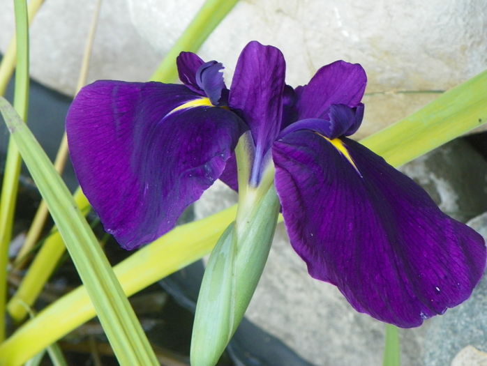 iris ensata