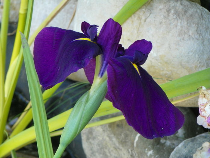 iris ensata