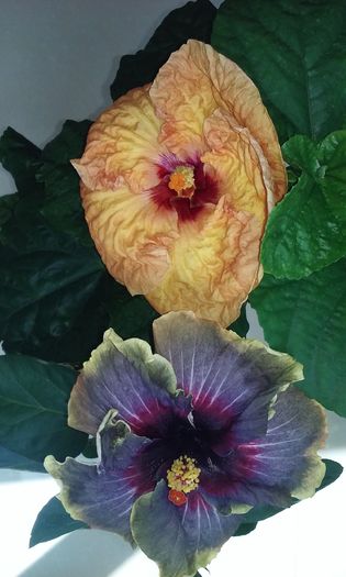 20160621_115359 - Hibiscusi