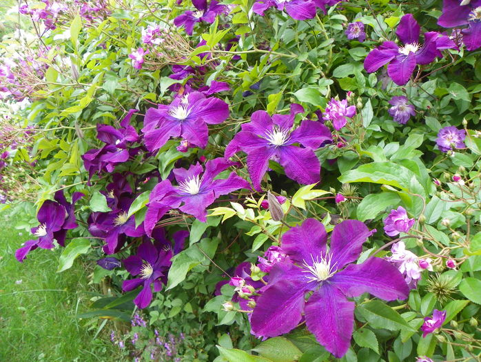 Warszawska Nike - Clematite 2016