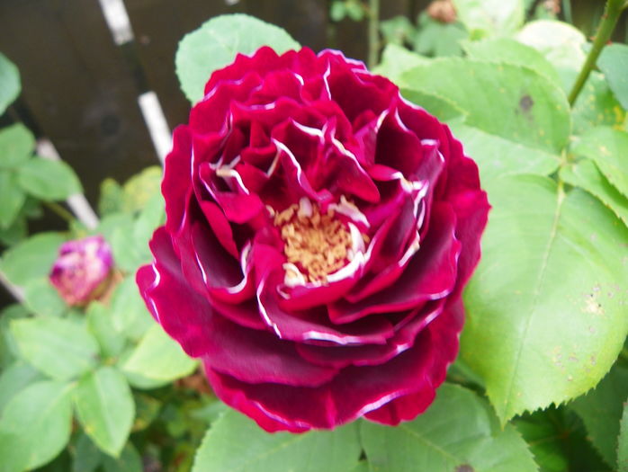 Baron Girod de l'Ain