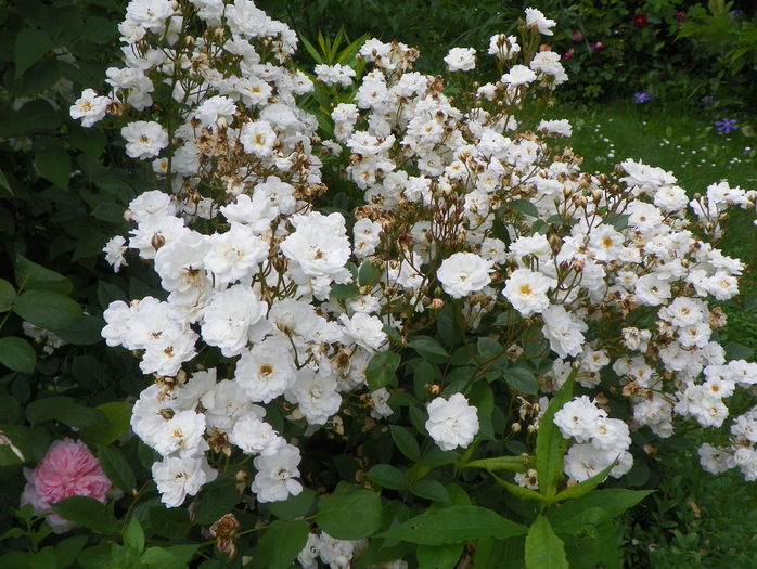 Irene of Denmark