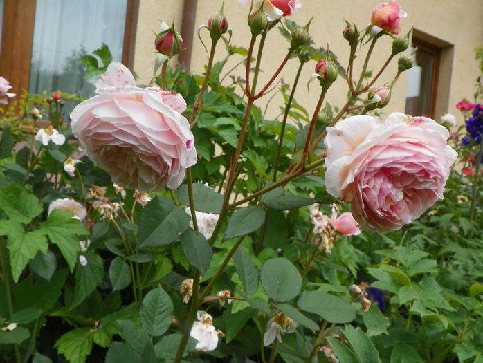 A Shropshire Lad - Trandafiri 2016 - 2