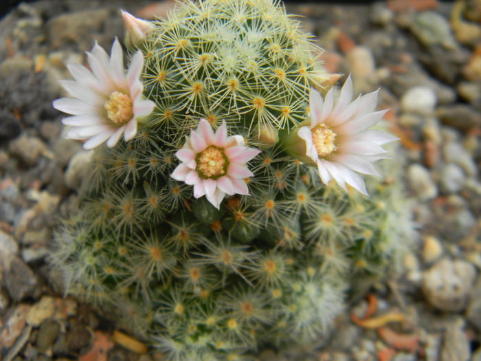 DSCN7223 - 05-Flori-Boboci-Fructe de cactus