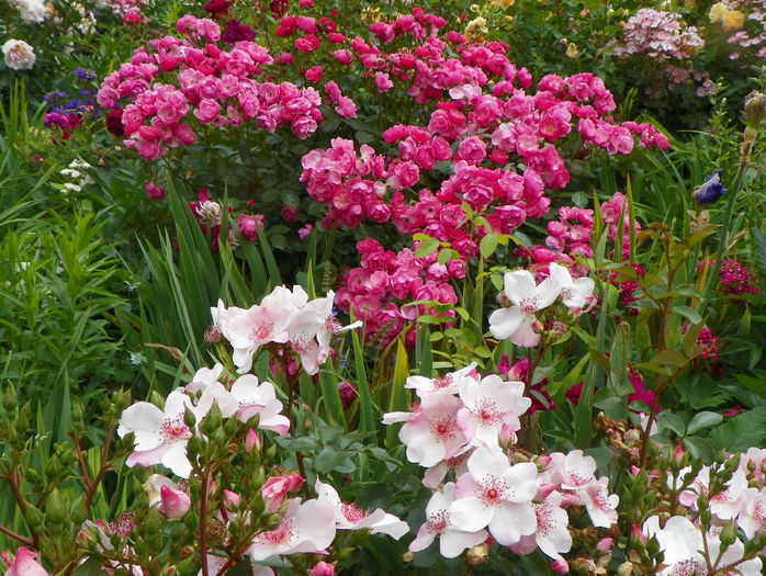 Astronomia si Angela