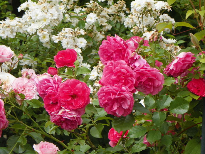 Rosarium Uetersen, Mariatheresia si Guirlande d'Amour