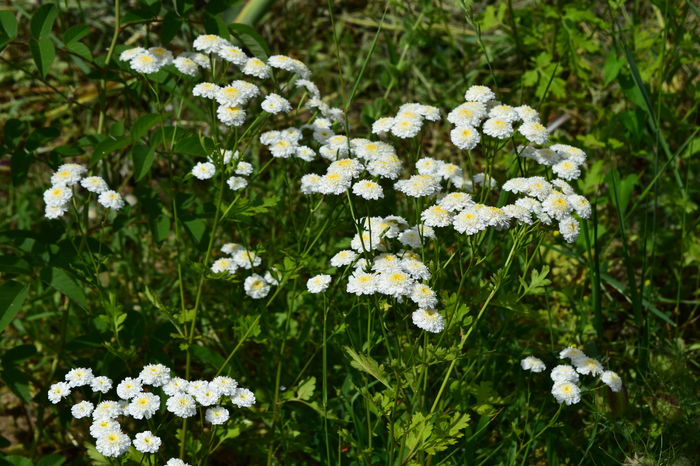 Tanacetum - 2016 Trandafiri_Iunie