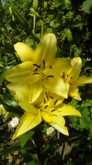 IMG_20160621_102235 - CRINI 2016