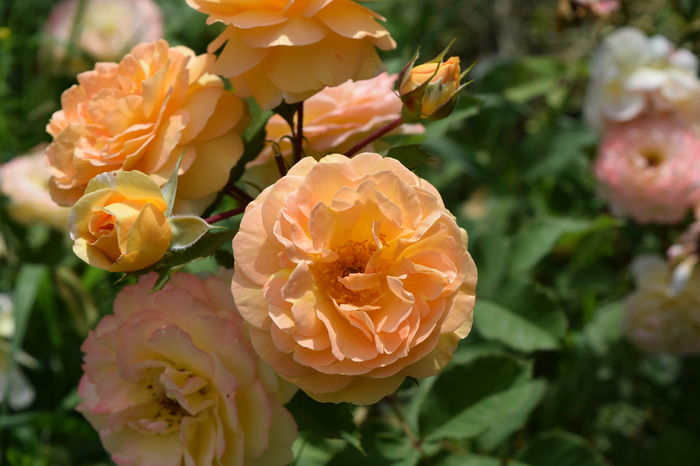 Rose de Gerberoy parfum f.placut - 2016 Trandafiri_Iunie