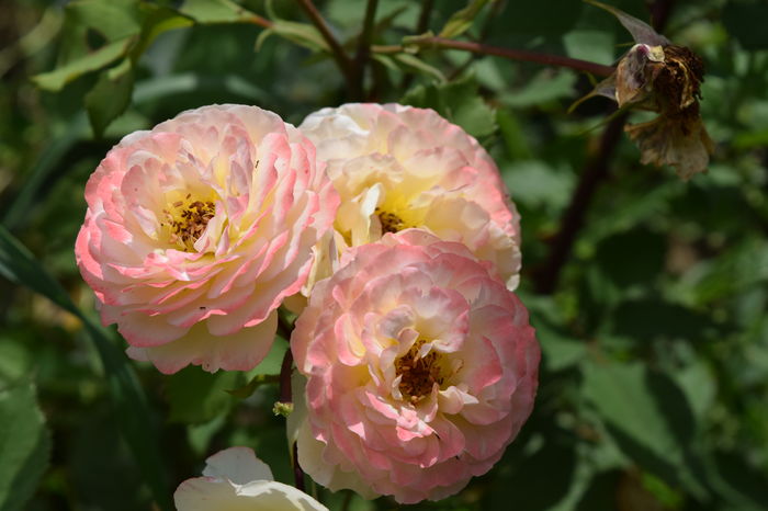 Rose de Gerberoy faza matura