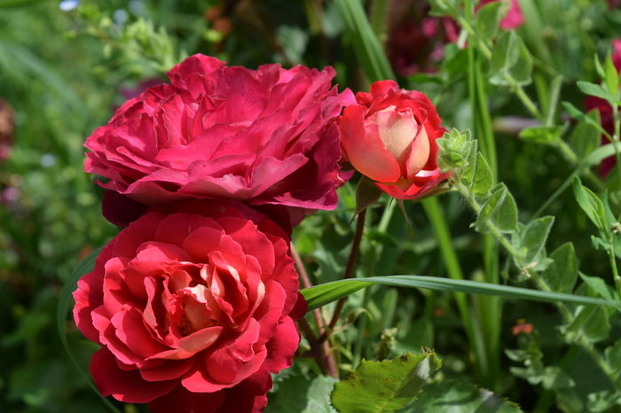 Doctor MAssad - 2016 Trandafiri_Iunie