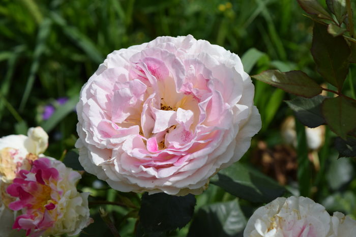 Guernsay - 2016 Trandafiri_Iunie