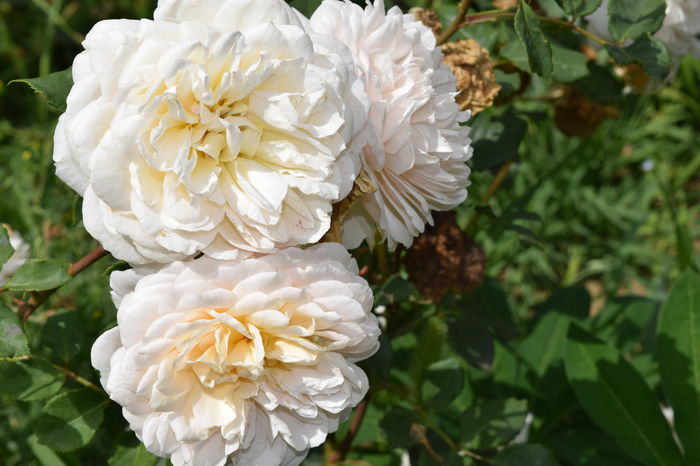 Crocus - 2016 Trandafiri_Iunie