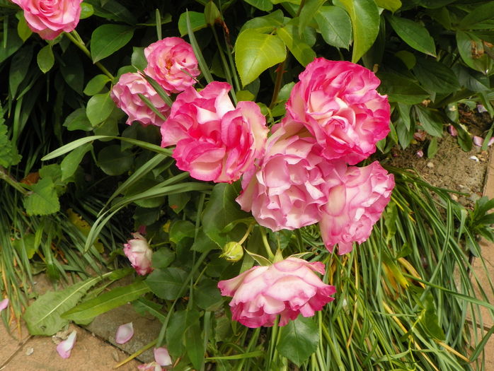Bordure Rose