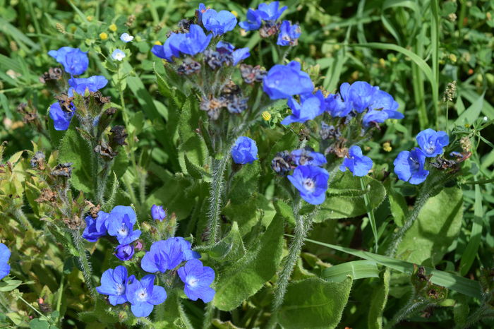 Ancusha azureea - 2016 Trandafiri_Iunie