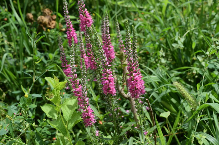 Veronica Rose Zwerg - 2016 Trandafiri_Iunie