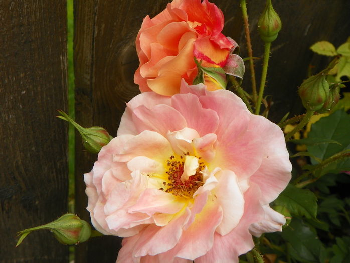 Westerland