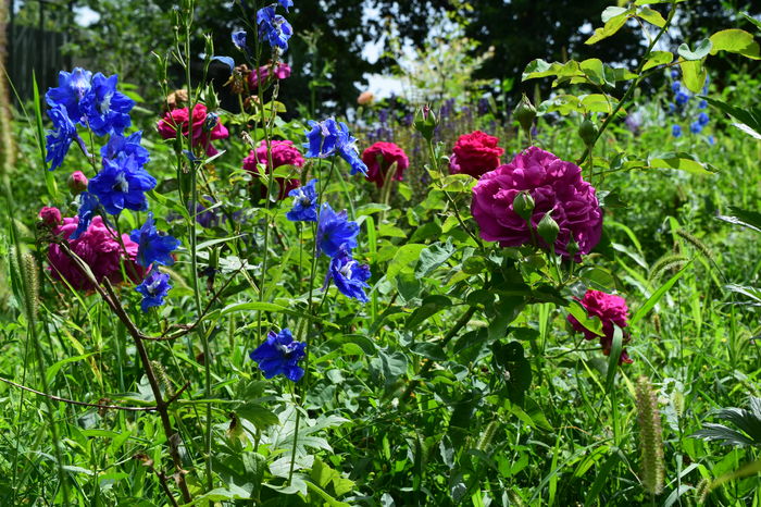 Delfin Galahad si The Dark LAdy - 2016 Trandafiri_Iunie