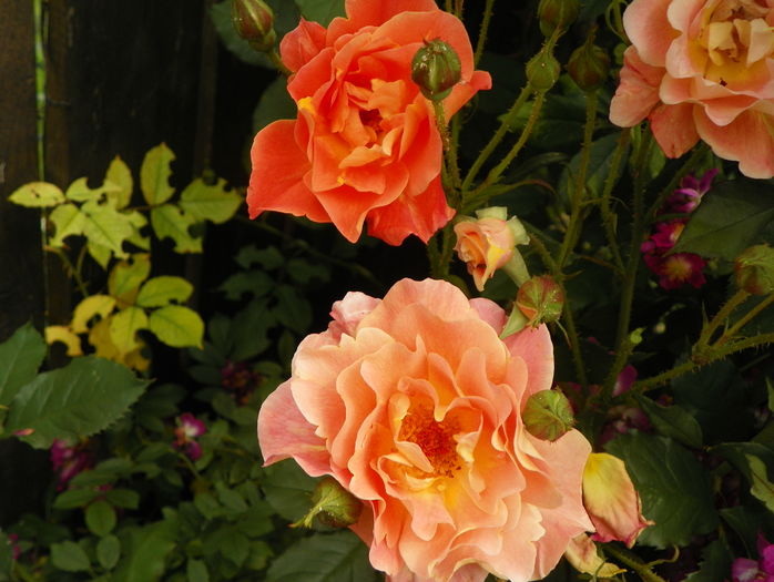 Westerland