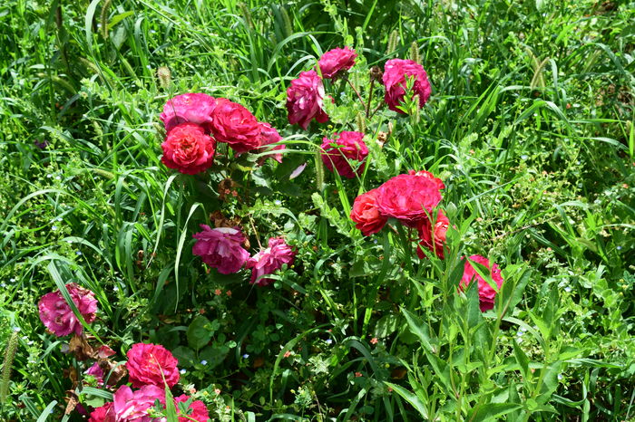 Dr Massad - 2016 Trandafiri_Iunie