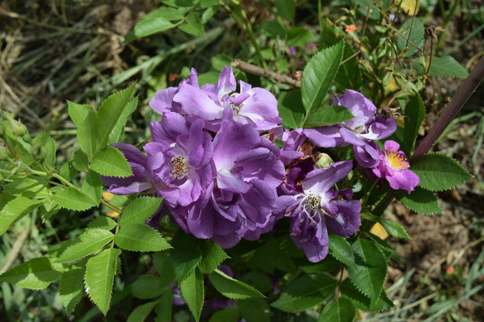 Chewbluemore alt rand de flori - 2016 Trandafiri_Iunie