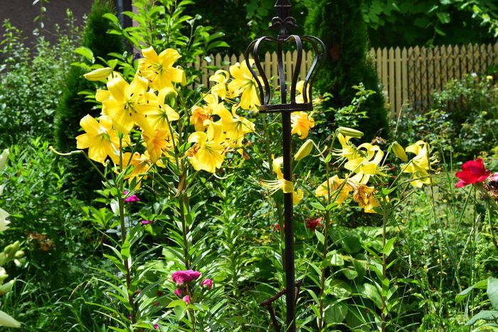 Yellow Country - 2016 Trandafiri_Iunie