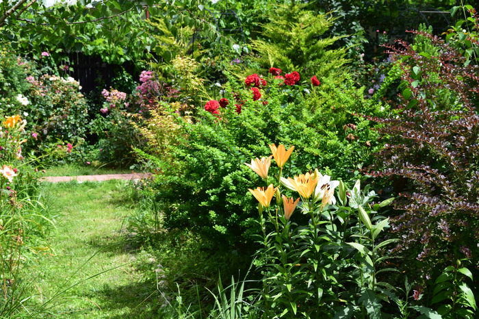 DSC_0775 - 2016 Trandafiri_Iunie